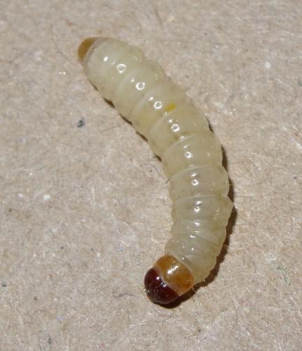 Réf. 199 156 : Pyralis farinalis